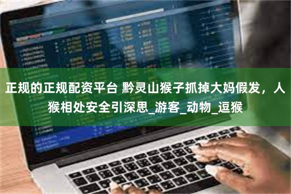 正规的正规配资平台 黔灵山猴子抓掉大妈假发，人猴相处安全引深思_游客_动物_逗猴